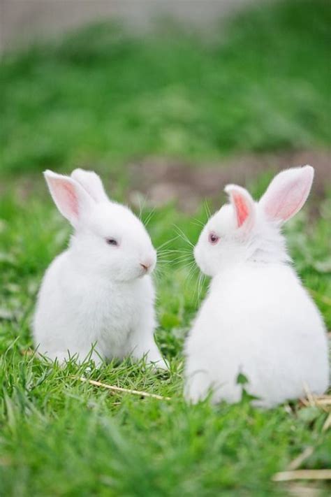 Whisperofvintage Cute Baby Bunnies White Rabbits Rabbit
