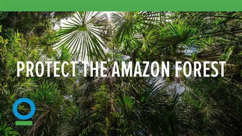 Protect The Amazon Forest Youtube