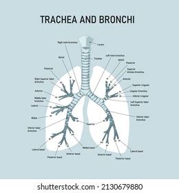 Trachea Bronchi Anatomy Human Bronchi Medical Stock Vector Royalty