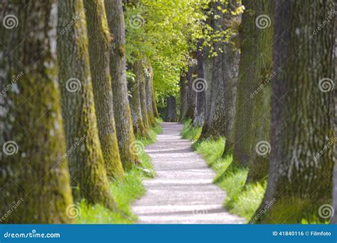Tree Alley Stock Photo Image Of Perspective Outdoor 41840116