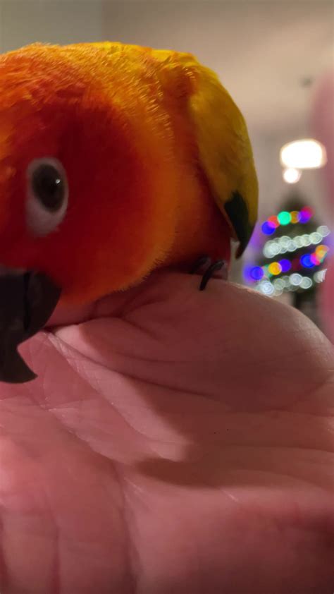 Pov Getting Kisses From A Parrot