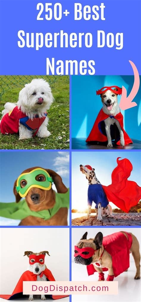 250 Best Superhero Dog Names 2022 Updated Dog Dispatch