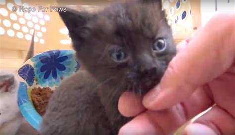 Rescuers Pulled Out 4 Sick Stray Kittens Hiding In A