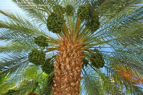 Plantfiles Pictures Date Palm Medjool Phoenix Dactylifera By Palmbob