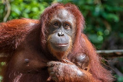 Adopt A Female Orangutan Symbolic Adoptions From Wwf