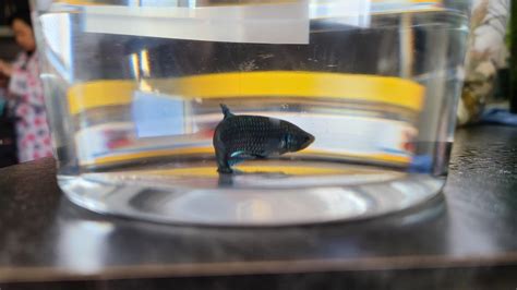 Do petco sort their batta right? Bought a halfmoon plakat but it looks