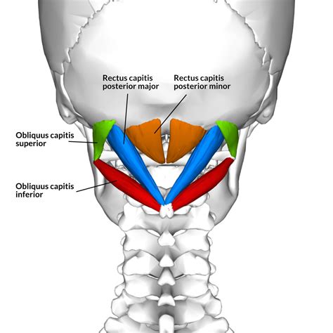 Exploring The Suboccipital Muscles Yoganatomy