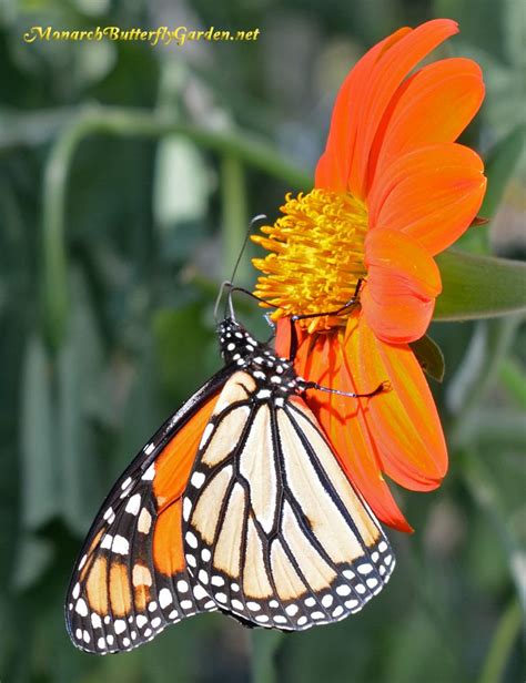 Monarch butterflies lay eggs on butterfly weed foliage, which the larvae then eat. Butterfly Plants List- Butterfly Flowers and Host Plant ...