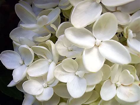 White Hydrangeas Flowers Hydrangeas Blossom White Hd Wallpaper