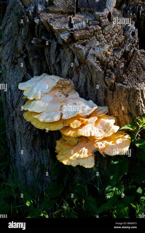 Fungus Growing On An Old Tree Stump Stock Photo Alamy