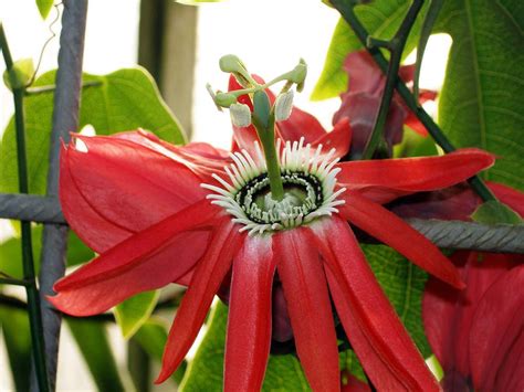 Red Passion Flower Vine Passiflora Racemosa Indoorsout 25 Pot