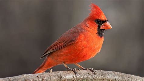 The Best Feeders To Attract Cardinals To Your Yard