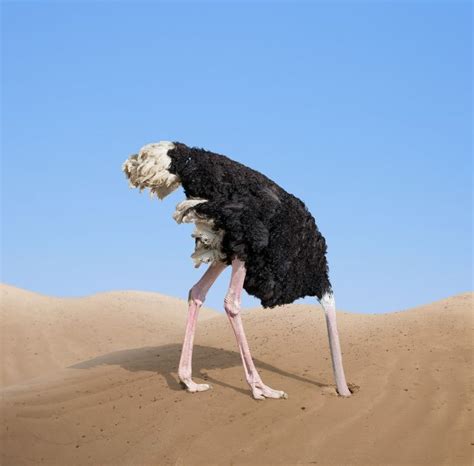 Do Ostriches Really Bury Their Heads In The Sand Head In The Sand