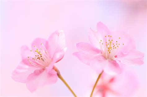 Pngtree offers hd pink flower background images for free download. Soft Pink Backgrounds (41+ pictures)