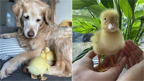 Dog And Ducklings Become Best Of Friends As Golden Retriever Adopts Two