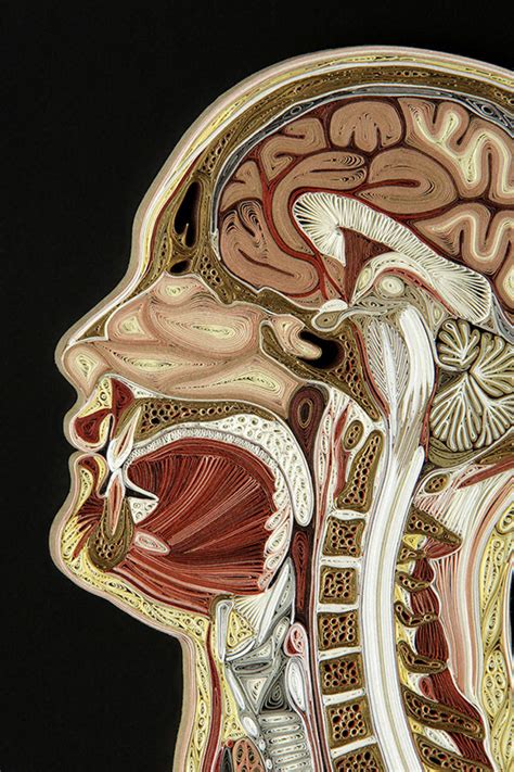 Vector illustration scheme of bone cross section. These Intricate Anatomy Cross Sections Are Made From Old Books | Mental Floss