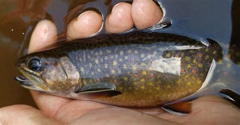 Beautiful Brook Trout Can Be An Easy Catch