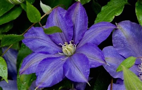 10 Purple Flowers To Grow In Your Garden Birds And Blooms