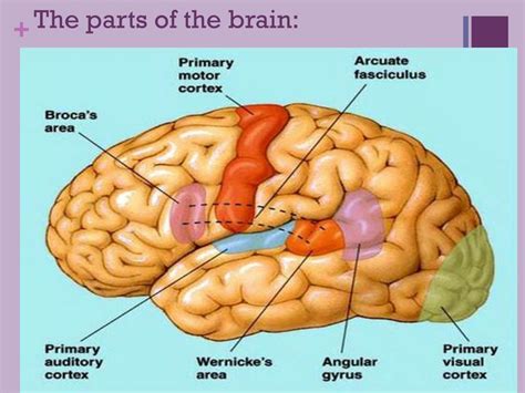 Ppt 1how Languages Process In The Brain 2important Areas In Brain