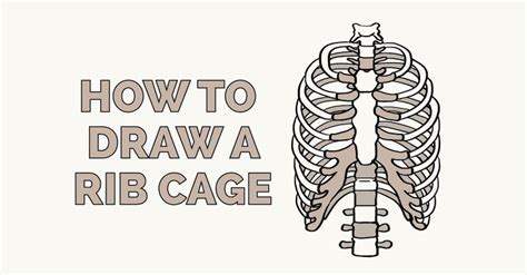 How To Draw A Rib Cage Really Easy Drawing Tutorial In 2021 Drawing