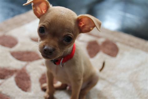 Chihuahua Min Pin Mix Puppy Pets Lovers