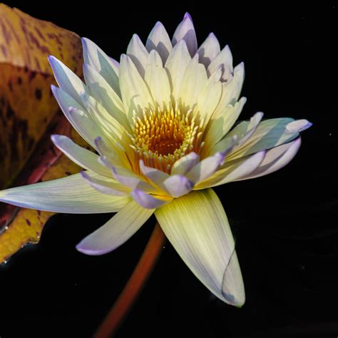 Collection Of Water Lilies Louis Dallara Photography