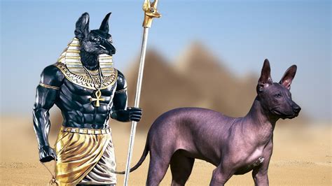 20 Most Ancient Dog Breeds On Planet Earth Youtube