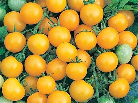 Uk Bush Tomato Seeds
