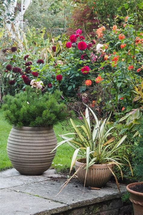 10 Easy Care Evergreen Pots For Year Round Impact The Middle Sized