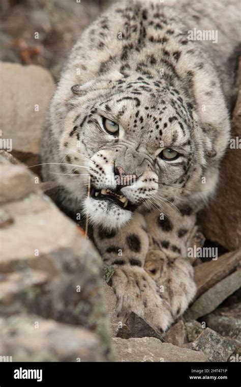 Snow Leopard Panthera Uncia Snarling Native To Mountains Of Central