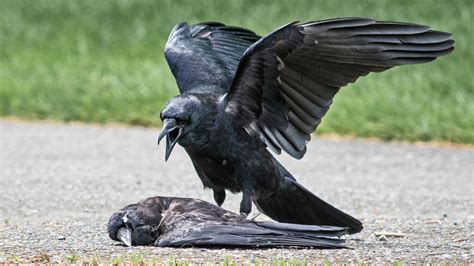 How To Keep Crows Away From Bird Feeders
