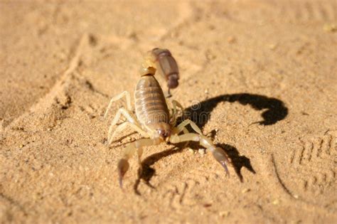 This wallpaper has been tagged with the following keywords: Scorpion Crawling In The Sand Somewhere In The Sahara Stock Image - Image of arachnid, animal ...