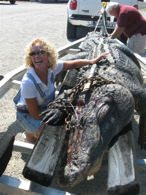 Three Gigantic Gators Killed In One Week In South Carolina And Georgia