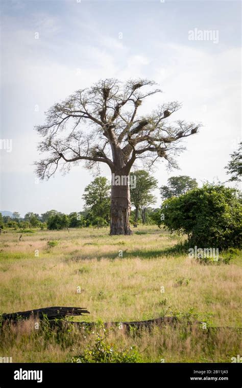 Baobab Tree South Africa High Resolution Stock Photography And Images