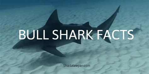 Bull Shark Facts Information And Features Shark Keeper