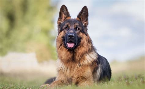 owczarek niemiecki lojalność oddanie i niezwykła odwaga dla wielu pies doskonały rikoland
