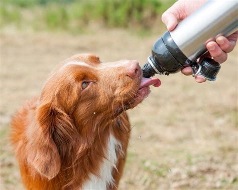 Change your dog's water frequently. Long Paws Pet Water Bottle For Dogs - Portable Drinking Flask