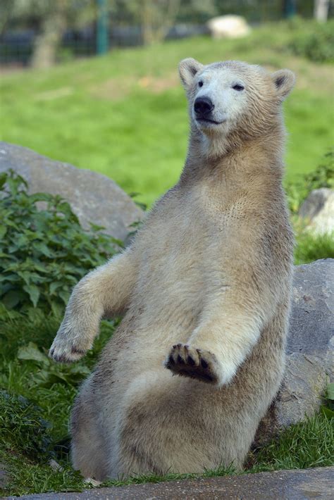 Polar Bear Ijsbeer Ursus Maritimus Dierenrijk Nuenen T Flickr