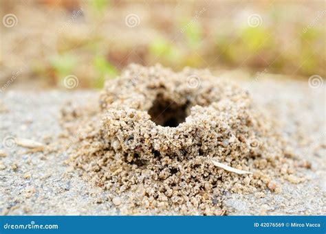 Small Ants Hole Stock Photos Download 270 Royalty Free Photos