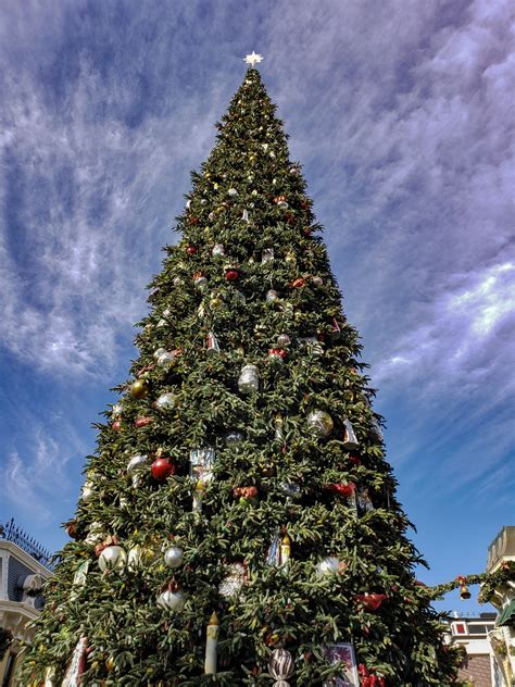 Outdoor Christmas Tree Free Stock Photo Public Domain Pictures