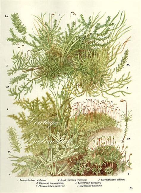 Moss Botanical Drawings Botanical Illustration Illustration Art