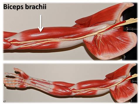 Biceps Brachii Large Arm Model Muscles Of The Upper Ext Flickr