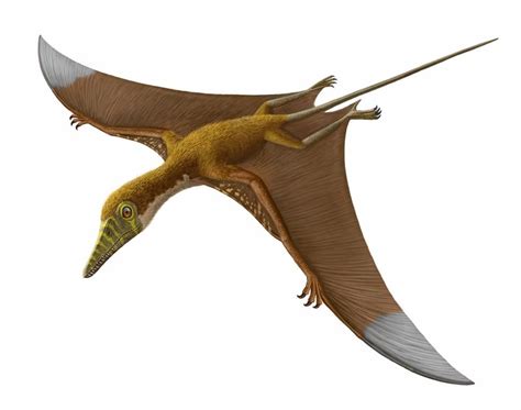 Pterosaurs Take Flight At Museum Of Natural History In New York Prehistoric Prehistoric