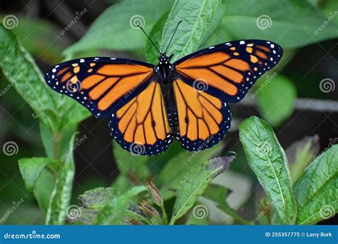 Male Monarch Butterfly Resting On Shrub In Garden Stock Image Image