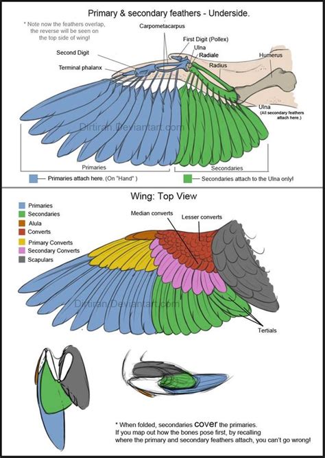 Bird Wings Tutorial By Key Feathers On Deviantart Wings Drawing