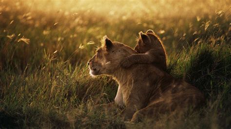 Lion Baby Animals Animals Grass Love Sunset