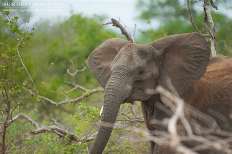 Lionesses Prey on Stillborn Elephant Calf