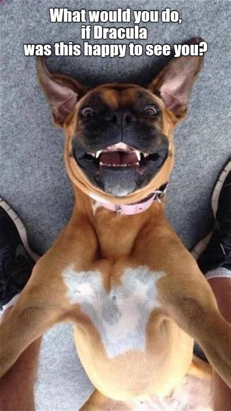 Dem Teefs I Has A Hotdog Dog Pictures Funny Pictures Of Dogs