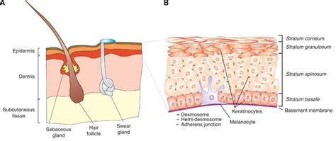 Structure Of The Human Skin A The Subcutaneous Layer The Dermis And