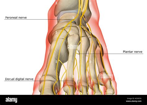 Nerves Foot High Resolution Stock Photography And Images Alamy